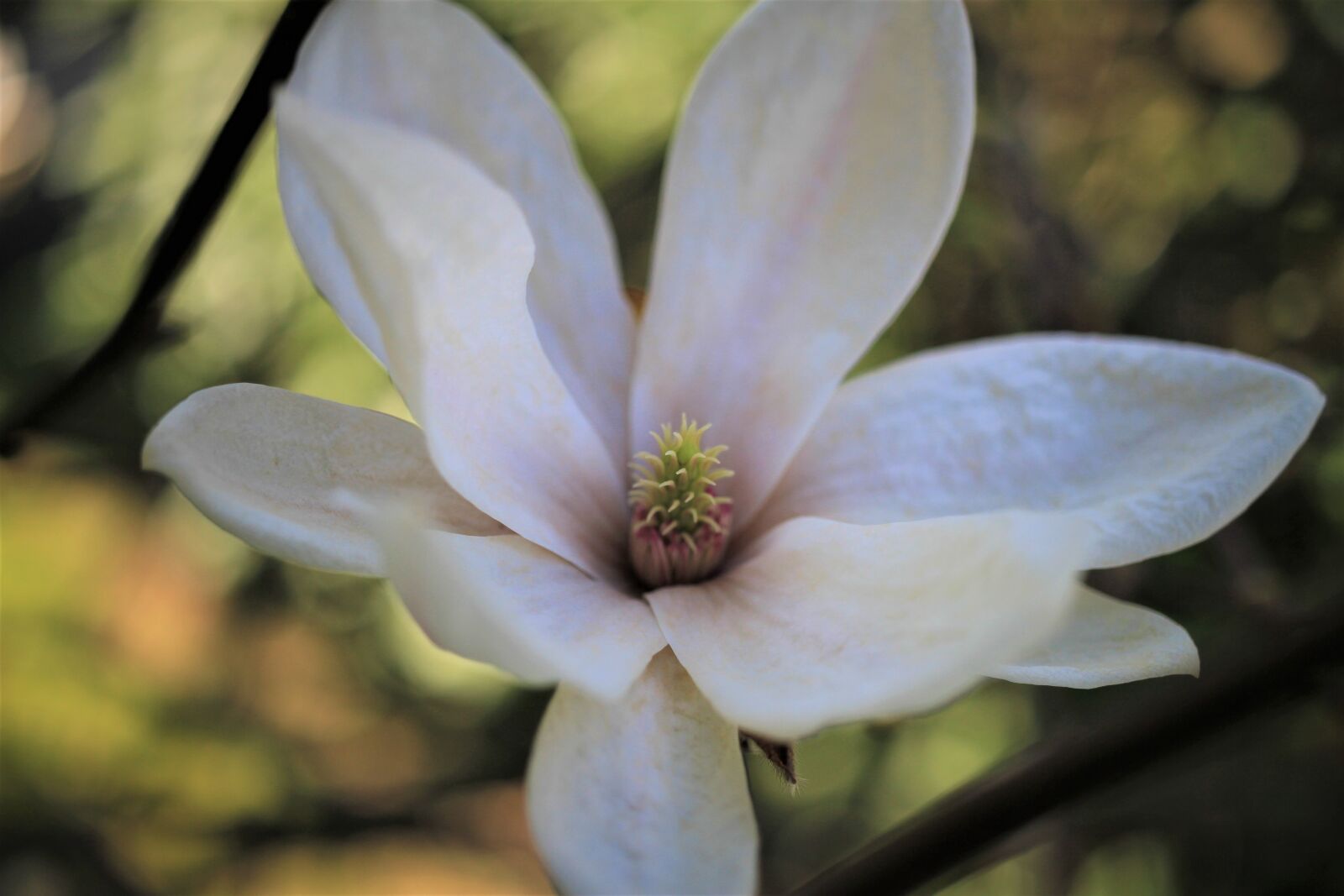Canon EOS 7D sample photo. Blossom, bloom, white photography