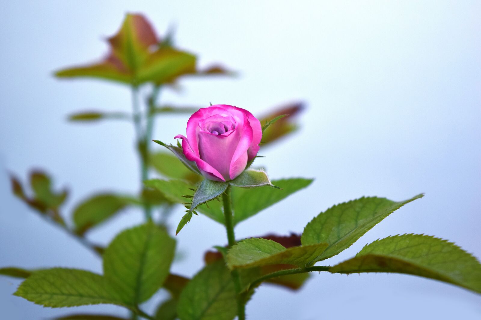 Nikon D5300 sample photo. Rose, bud, flower photography