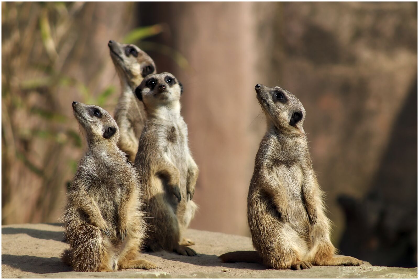 Canon EF75-300mm f/4-5.6 sample photo. Meerkat, attention, watch photography
