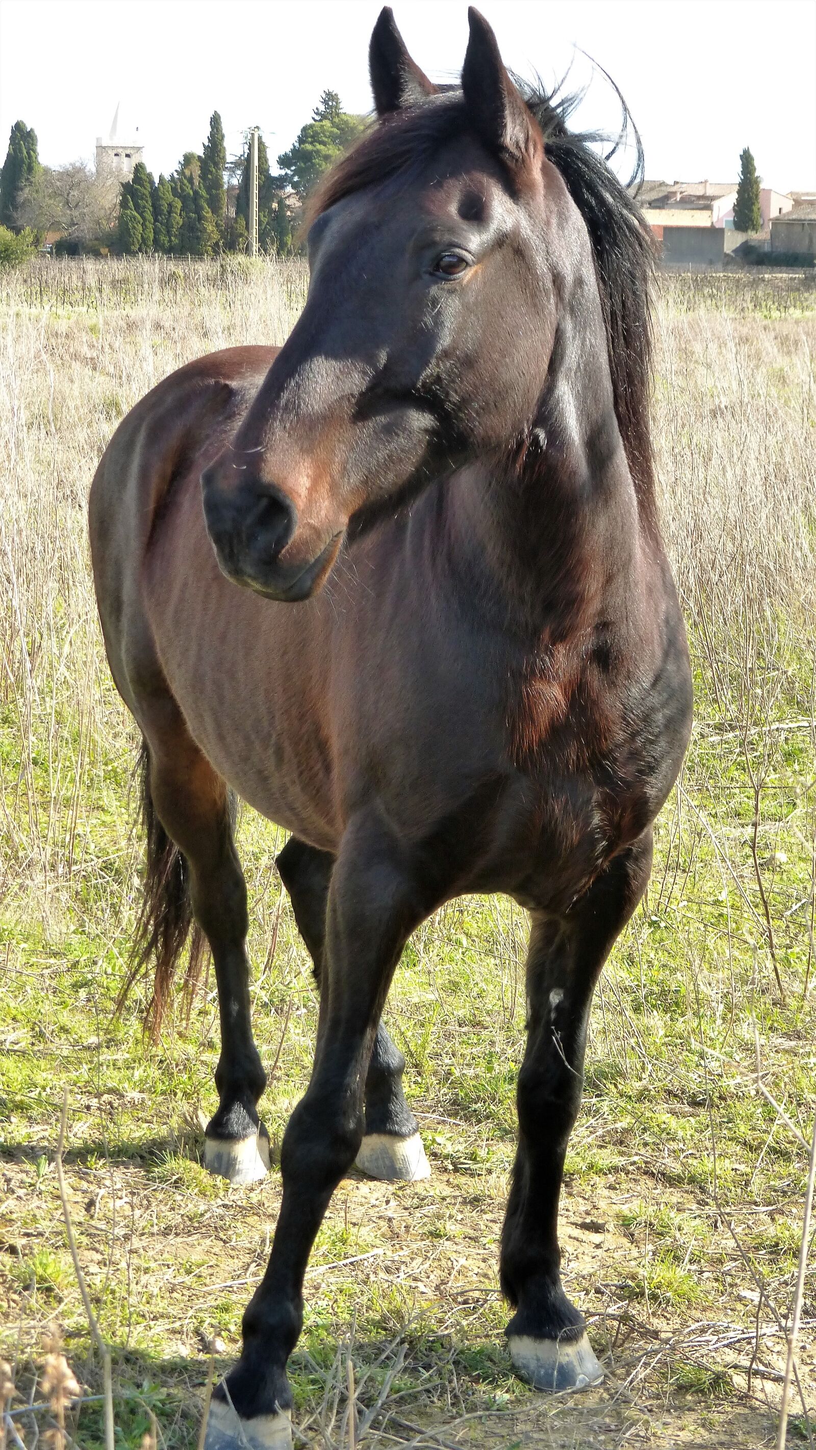 Panasonic Lumix DMC-ZS25 (Lumix DMC-TZ35) sample photo. Mammal, animal, horse photography