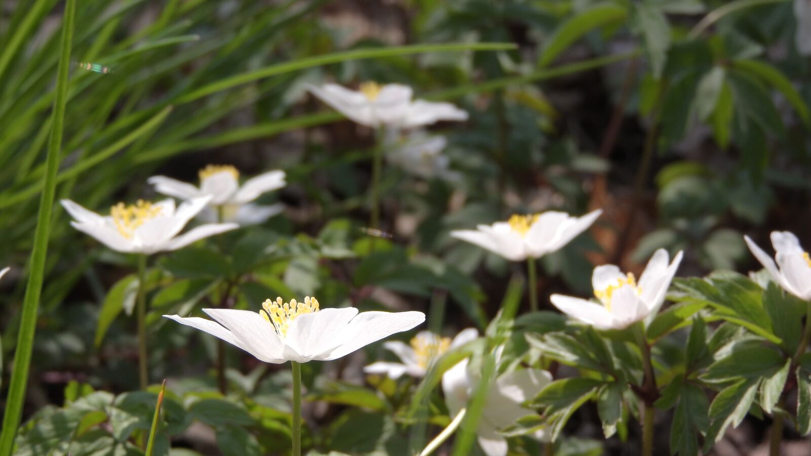 Nikon Coolpix P610 sample photo. Wood anemone, anemone nemorosa photography