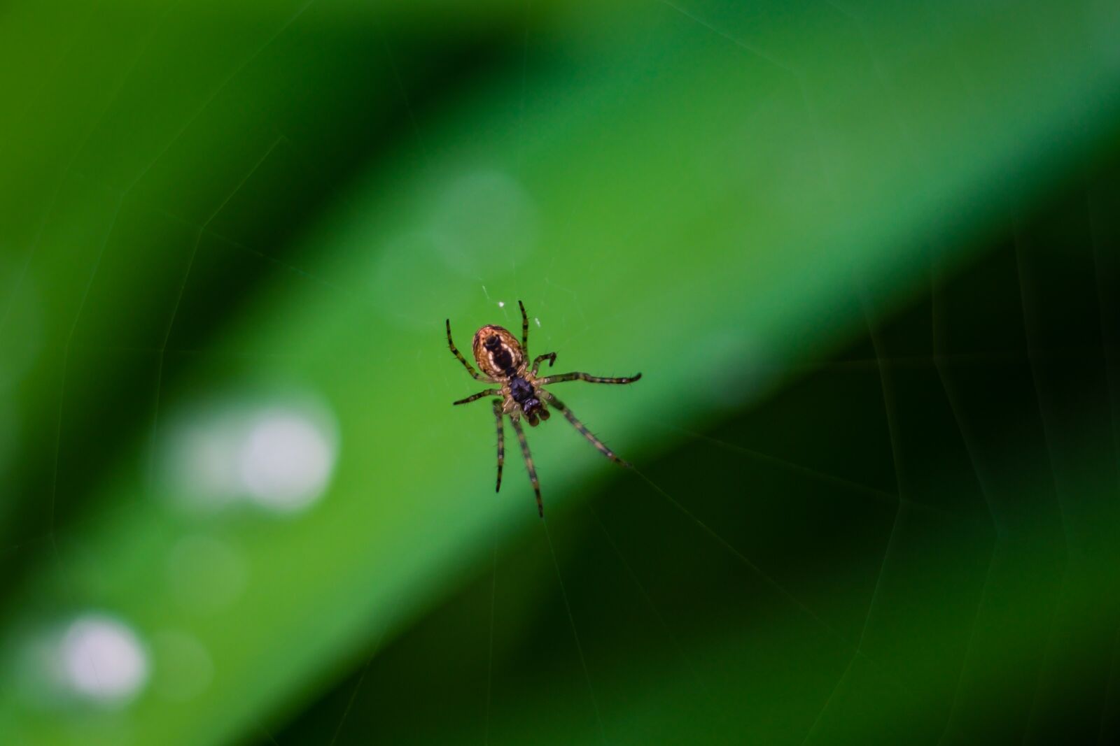 Fujifilm XF 55-200mm F3.5-4.8 R LM OIS sample photo. Spider, hotel, cobweb photography