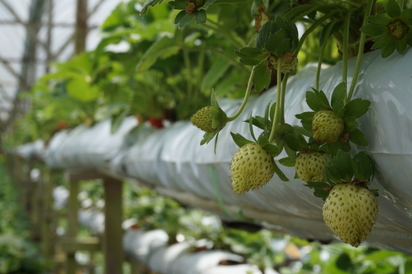 Sony Alpha NEX-3N sample photo. Strawberries, plant, farm photography