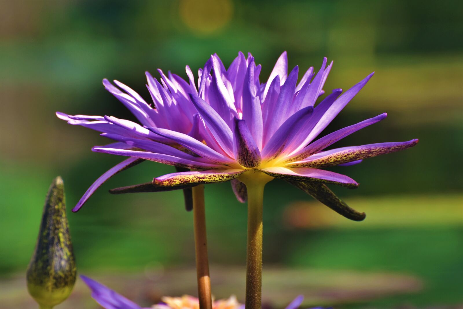 Nikon D7200 sample photo. Water lily, pond, lake photography