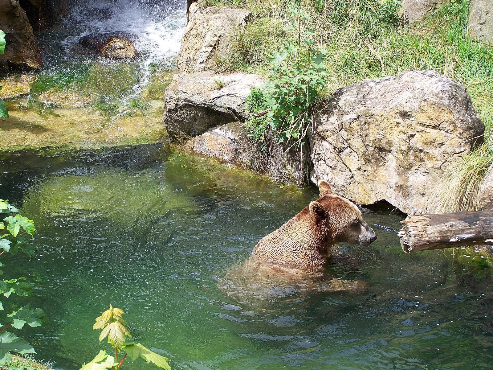 Kodak EASYSHARE ZD710 ZOOM DIGITAL CAMERA sample photo. Zoo, bear, alpine zoo photography