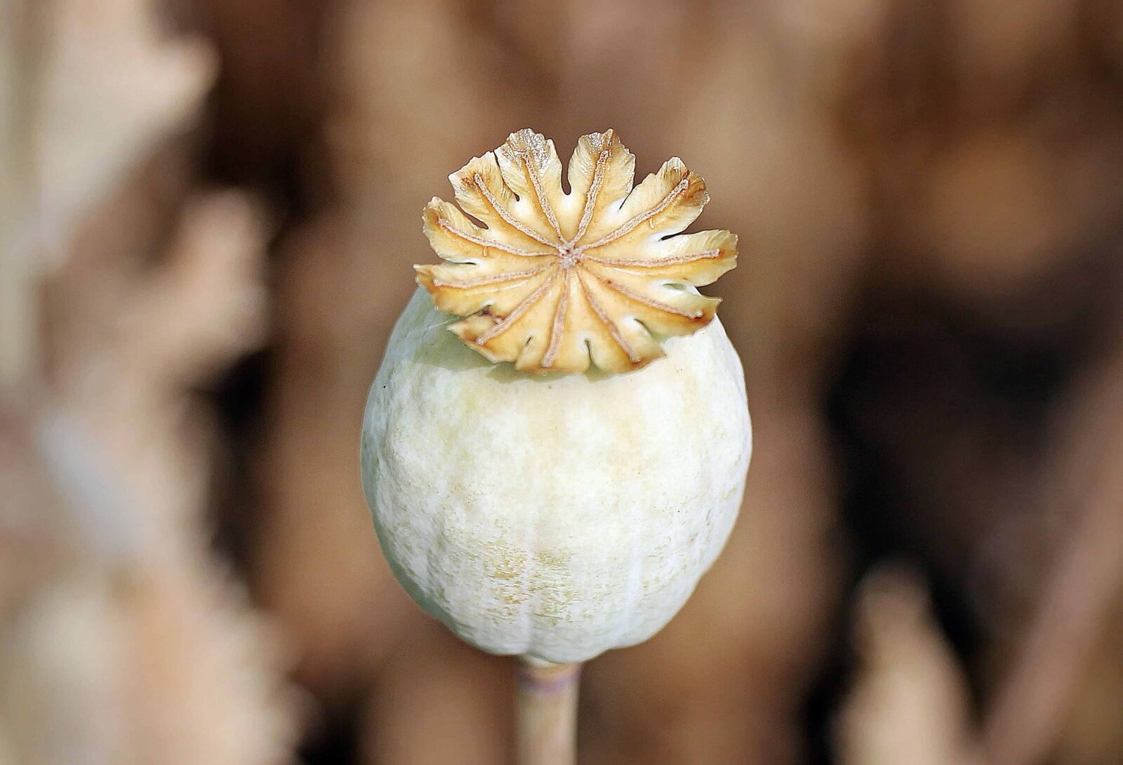 Canon EOS 550D (EOS Rebel T2i / EOS Kiss X4) sample photo. Poppy, plant, shell, organic photography