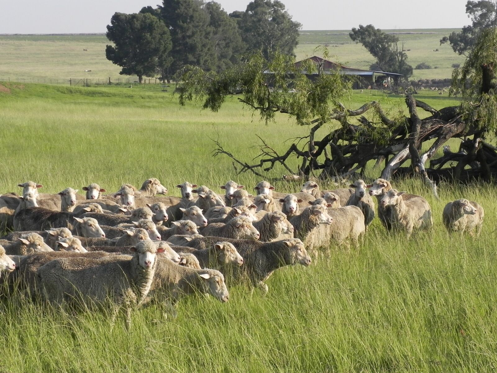 Nikon Coolpix P100 sample photo. Sheep, farm, grass photography