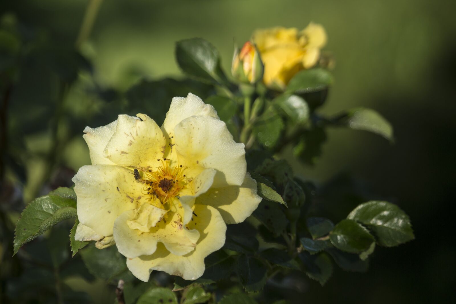 Canon EF-S 55-250mm F4-5.6 IS STM sample photo. Rose, summer, yellow photography