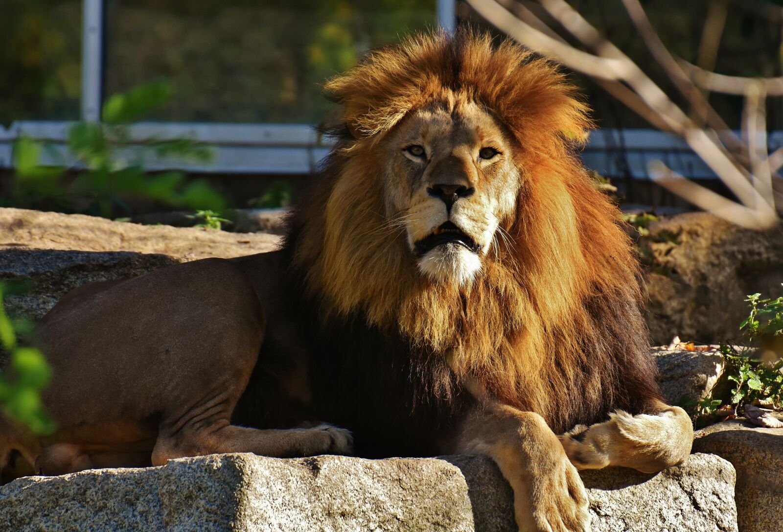 Nikon D7200 sample photo. Lion, predator, dangerous photography