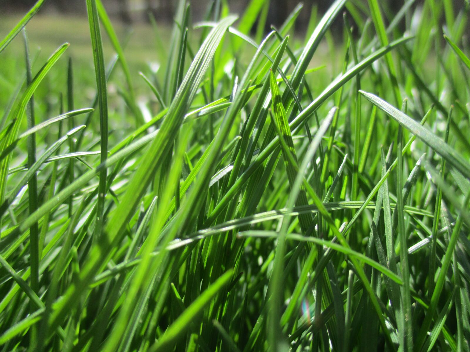 Canon PowerShot ELPH 160 (IXUS 160 / IXY 150) sample photo. Grass, life, green grass photography