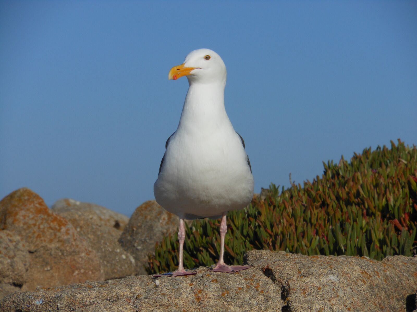 Nikon Coolpix S6100 sample photo. Bird, seagull, wildlife photography