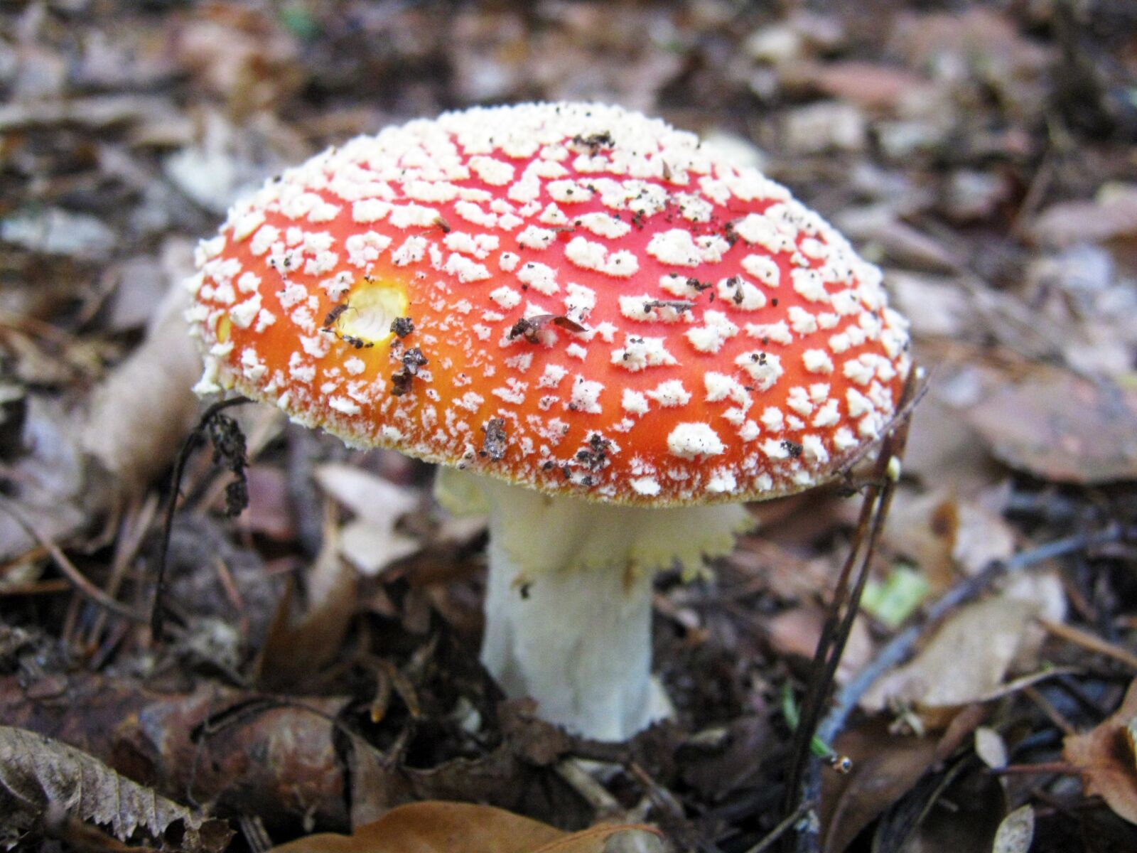 Canon PowerShot A495 sample photo. Fly agaric, mushrooms, forest photography