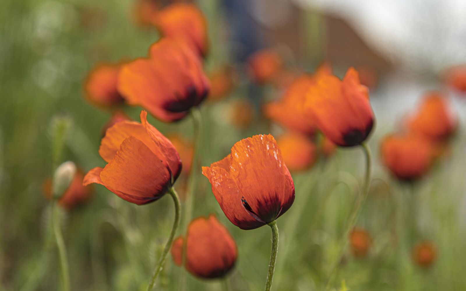 Nikon D500 sample photo. Poppies, flowers, poppy photography