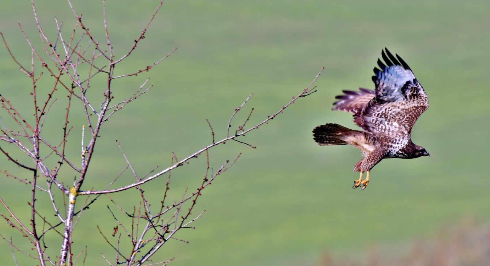 Nikon D500 sample photo. Common buzzard, bird of photography