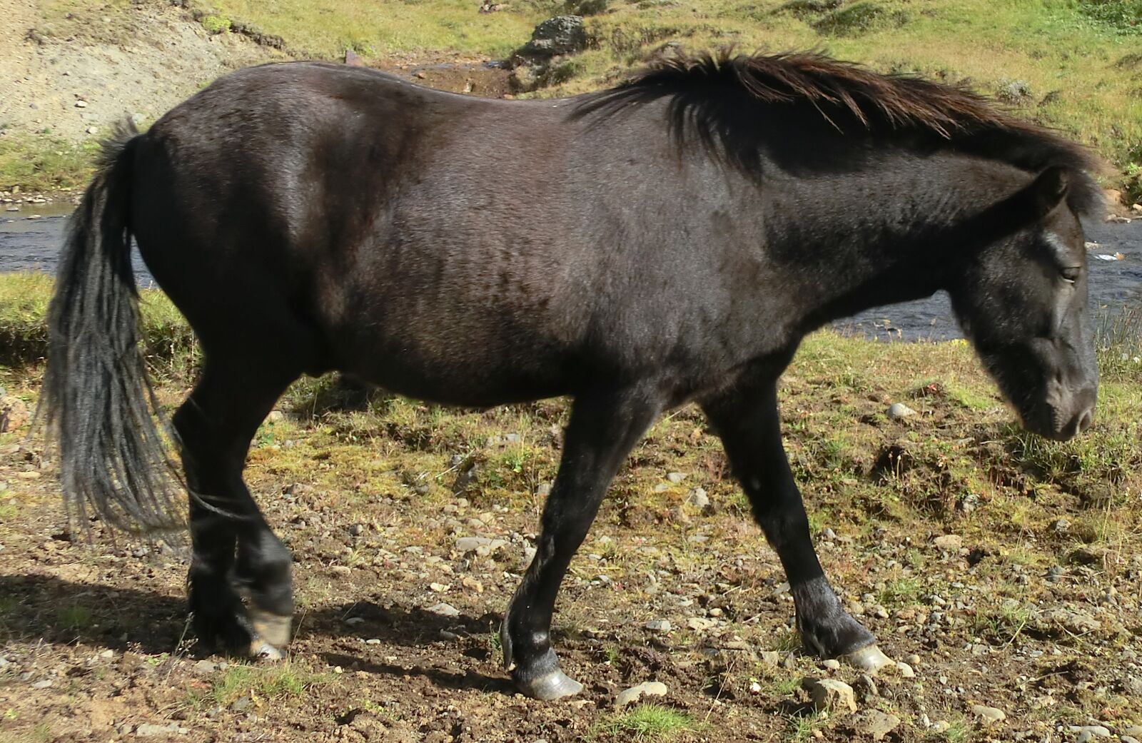CASIO EX-H30 sample photo. Horse, pony, iceland horse photography