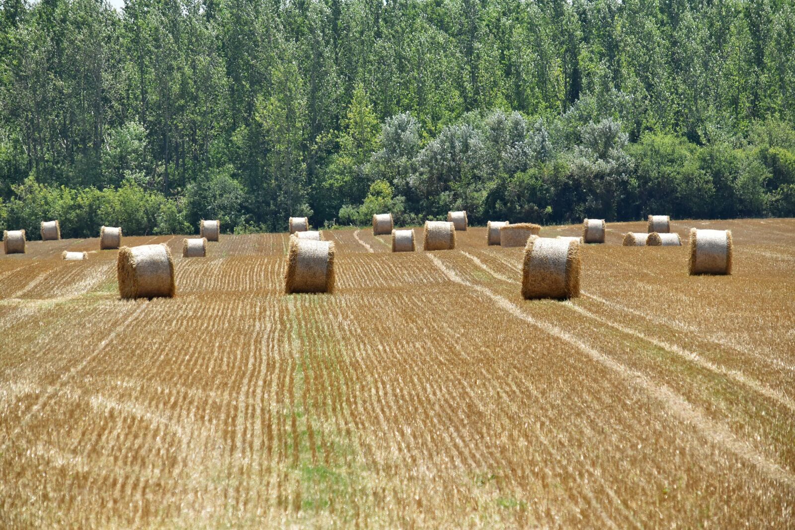 Nikon D5500 sample photo. Hay field, haystack, agricultural photography