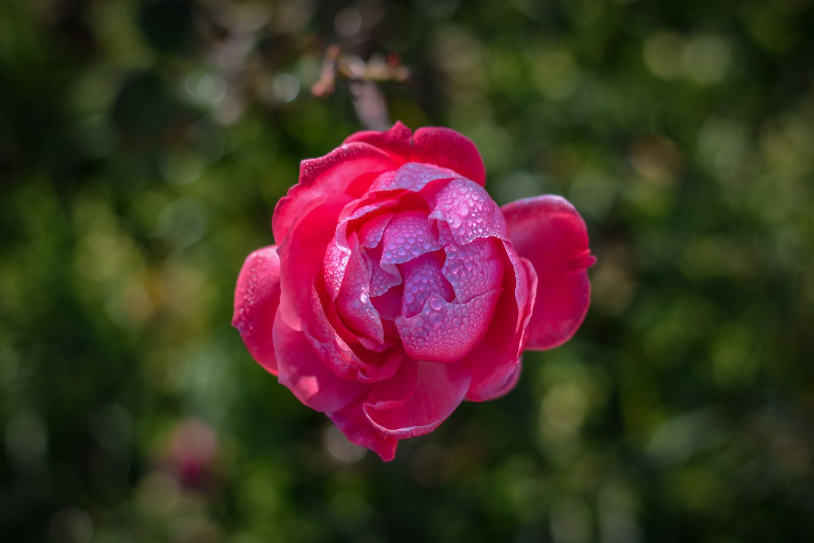 Nikon D7100 sample photo. Garcia, rose, pink photography