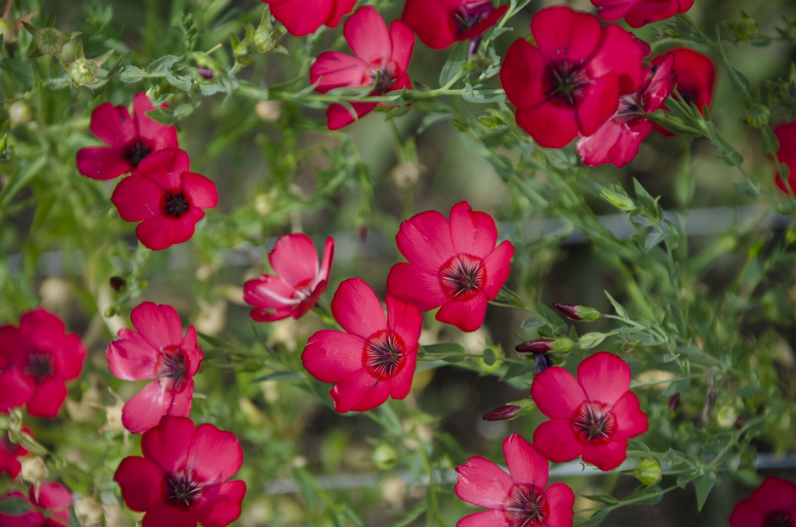Nikon D7000 sample photo. Red flax, flax flower photography
