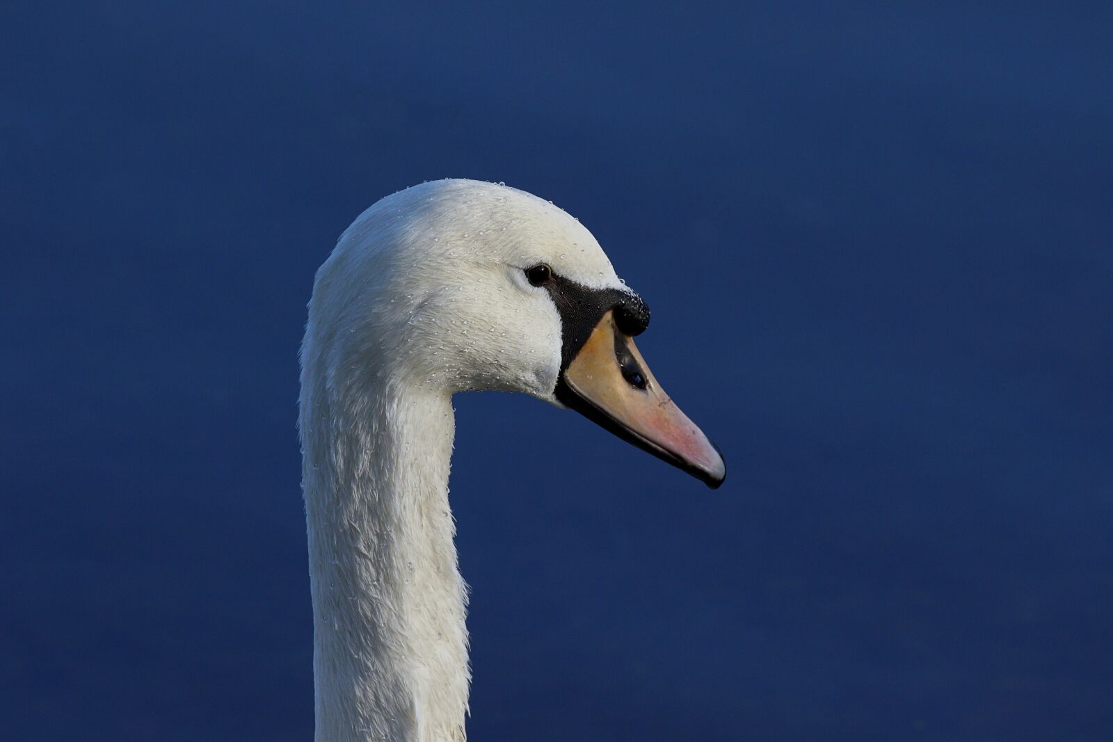 Canon EOS 7D Mark II sample photo. Swan, portrait, nature photography