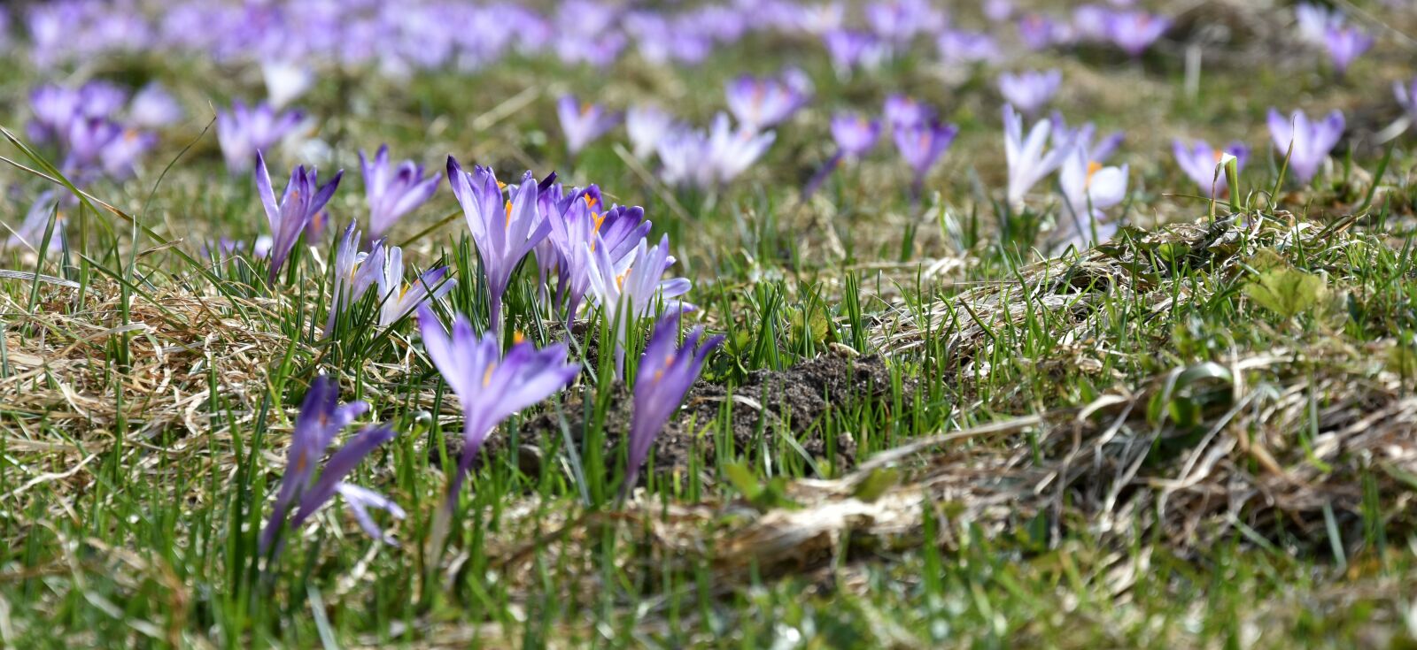 Nikon D7200 sample photo. Crocus, flower, chocho owska photography