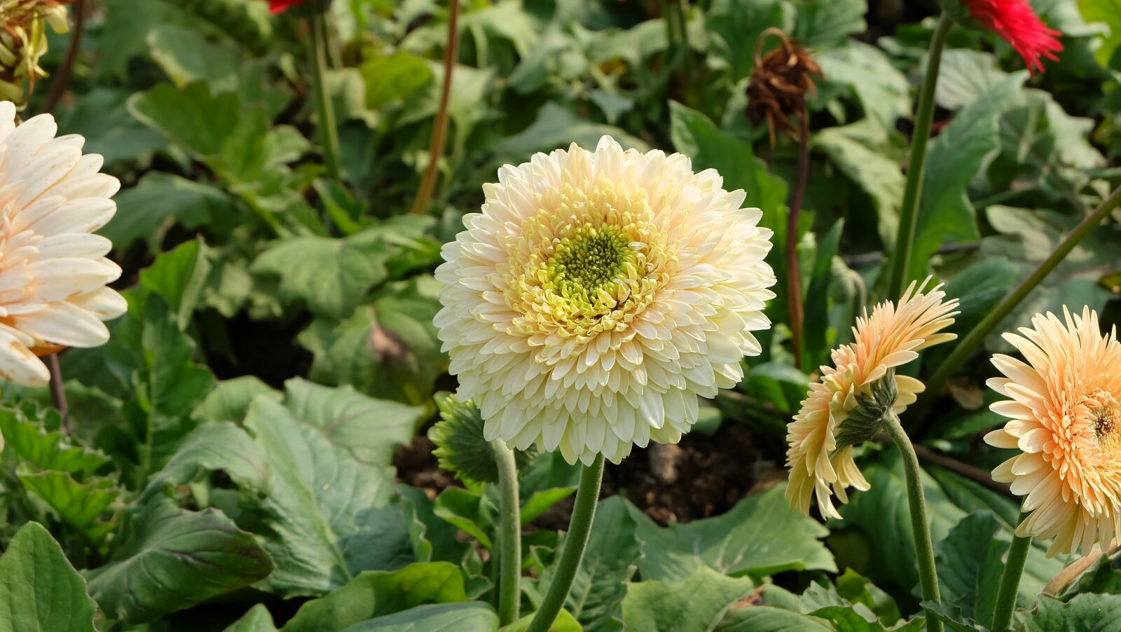 Fujifilm X-A1 sample photo. Spring, flower, chrysanthemum photography