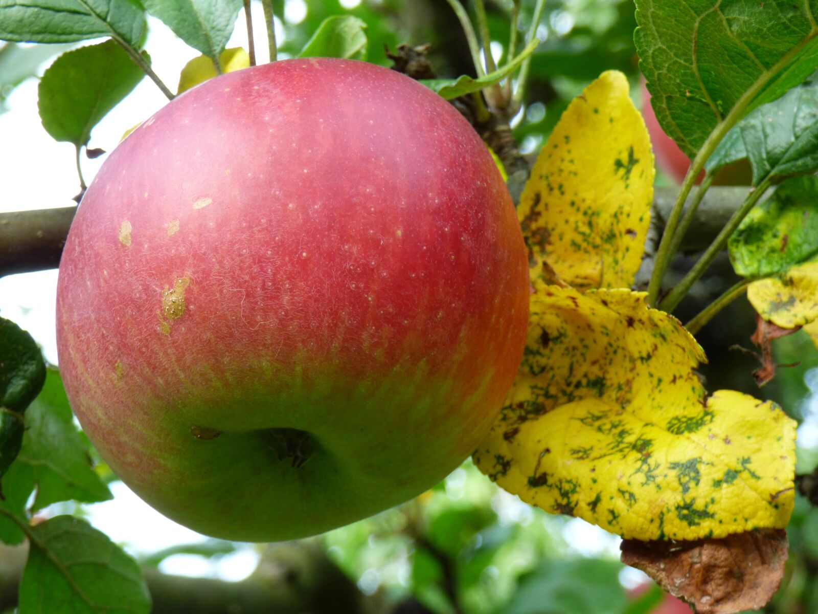 Panasonic DMC-FZ72 sample photo. Apple, red, fruit tree photography