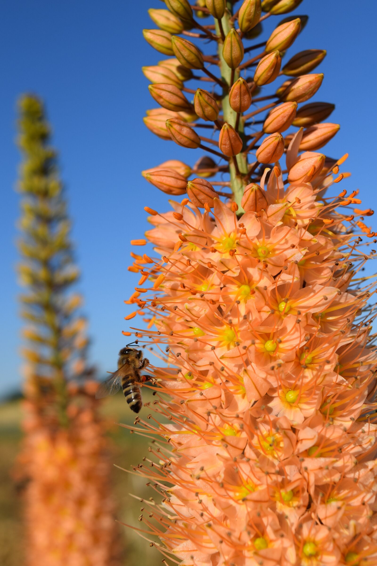 Nikon D3300 sample photo. Eremurus, steppe candle, desert photography