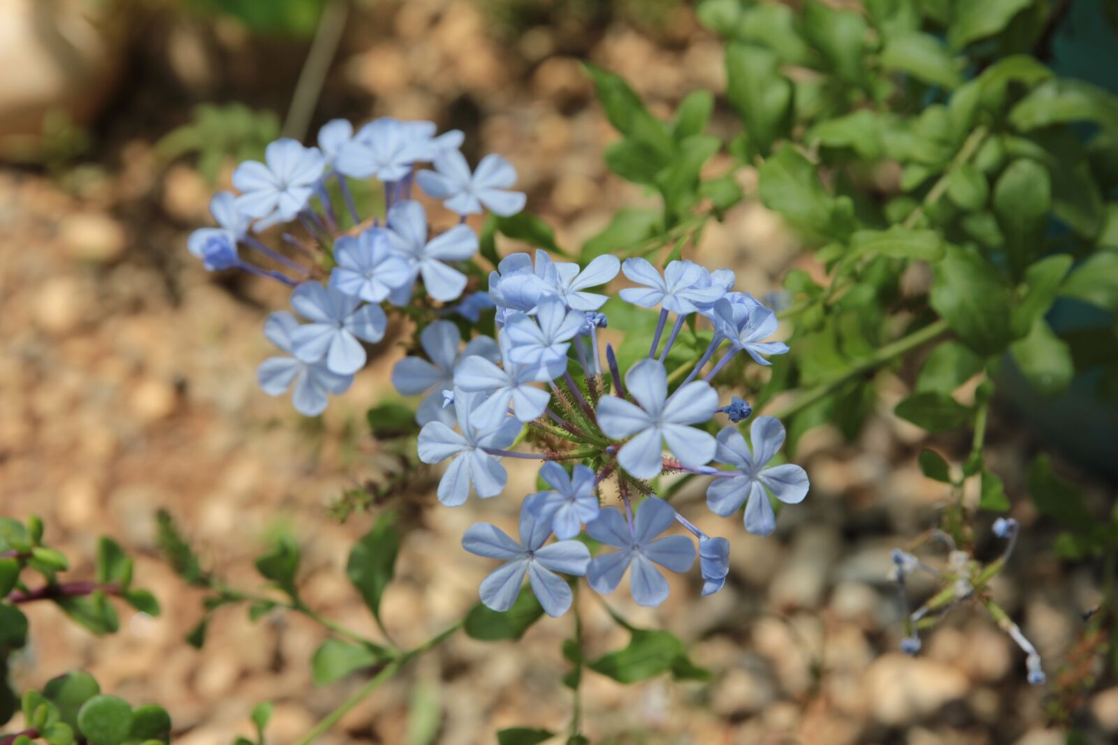 Canon EOS 550D (EOS Rebel T2i / EOS Kiss X4) sample photo. Plumbago, blue jasmine, plant photography
