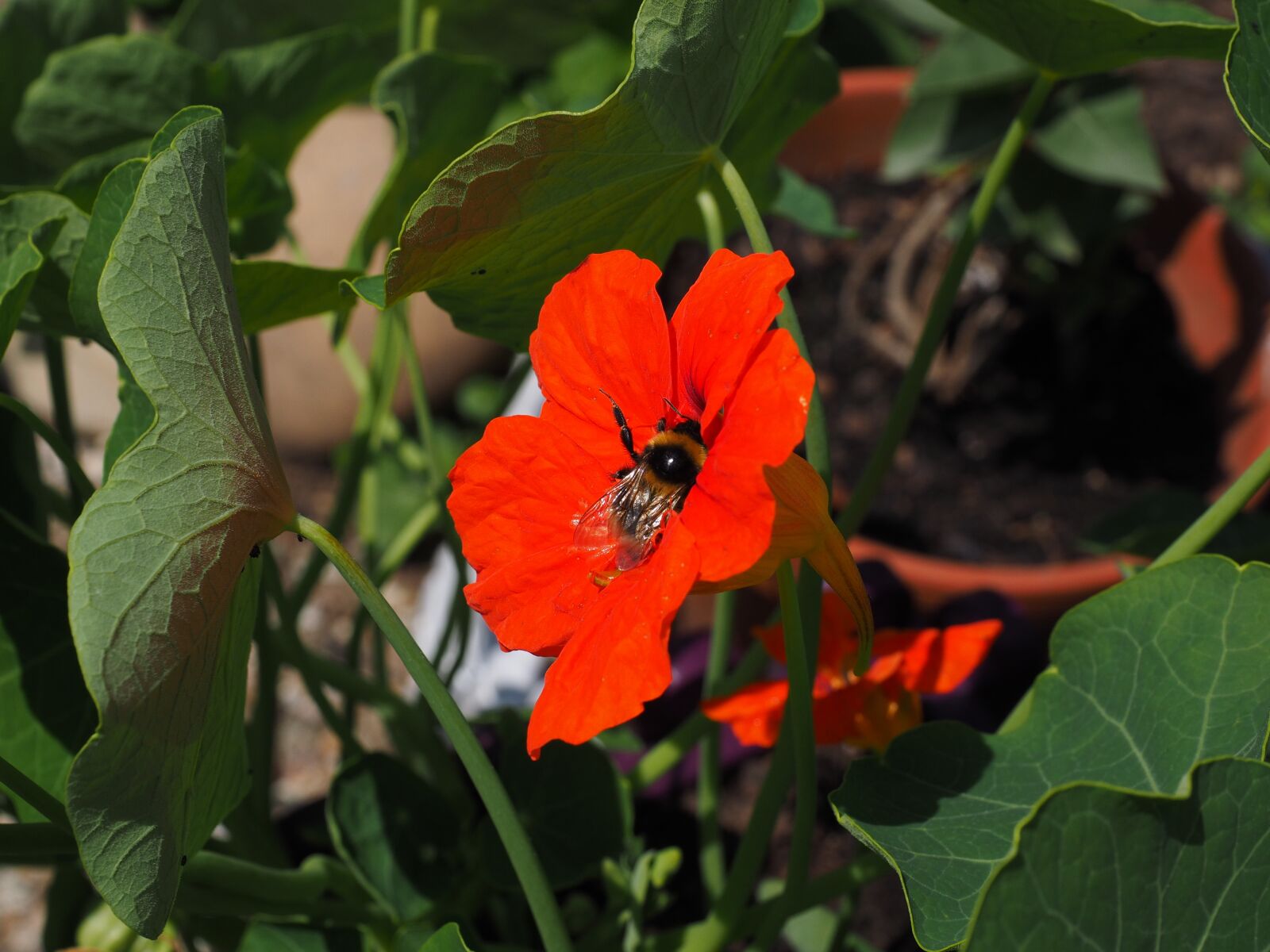 Olympus OM-D E-M1 + Olympus M.Zuiko Digital ED 12-40mm F2.8 Pro sample photo. Nasturtium, cress, blossom photography