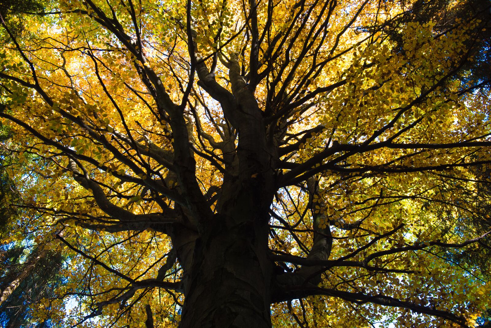 Nikon D750 sample photo. Forest, green, nature photography