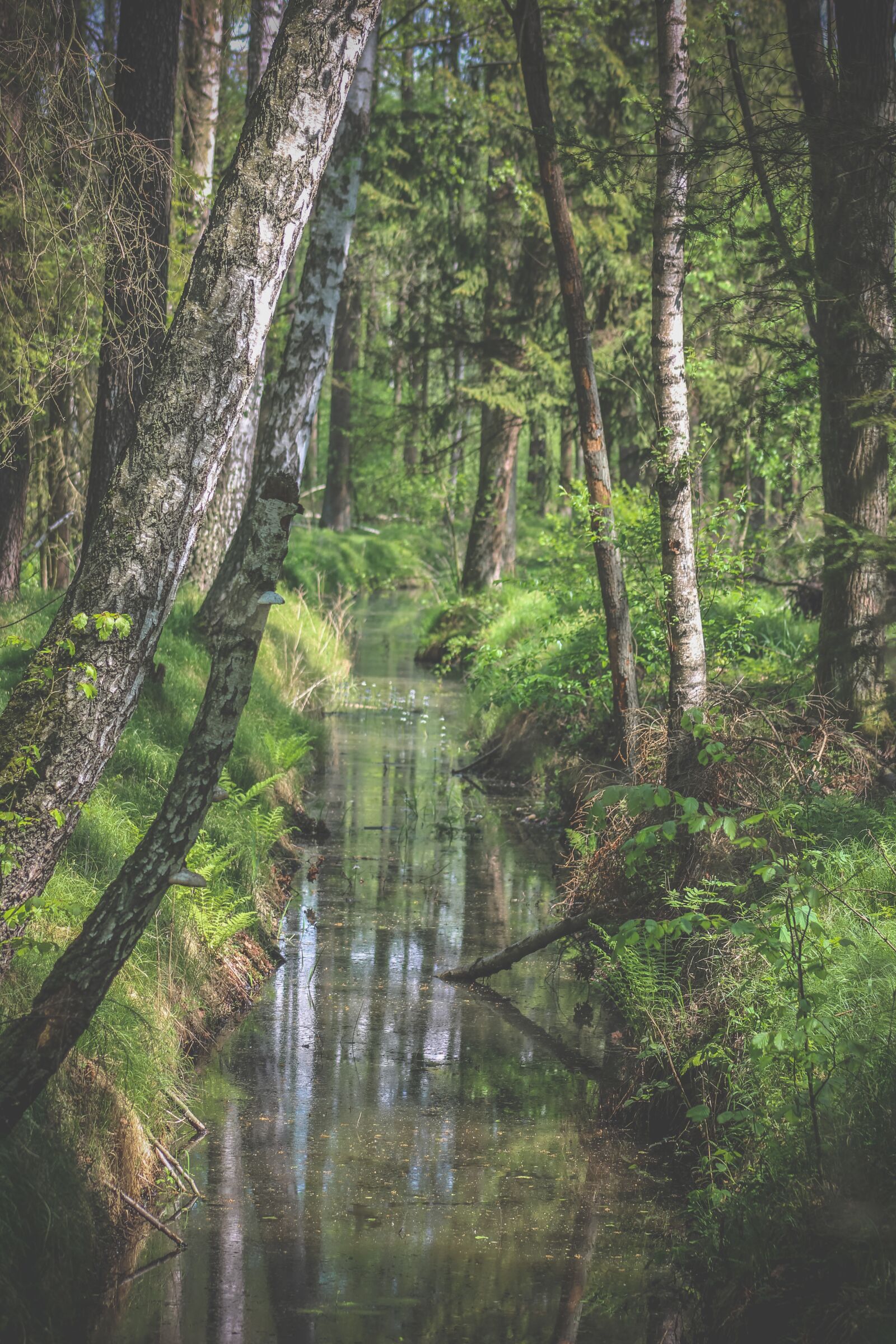 Canon EF75-300mm f/4-5.6 sample photo. River, forest, nature photography