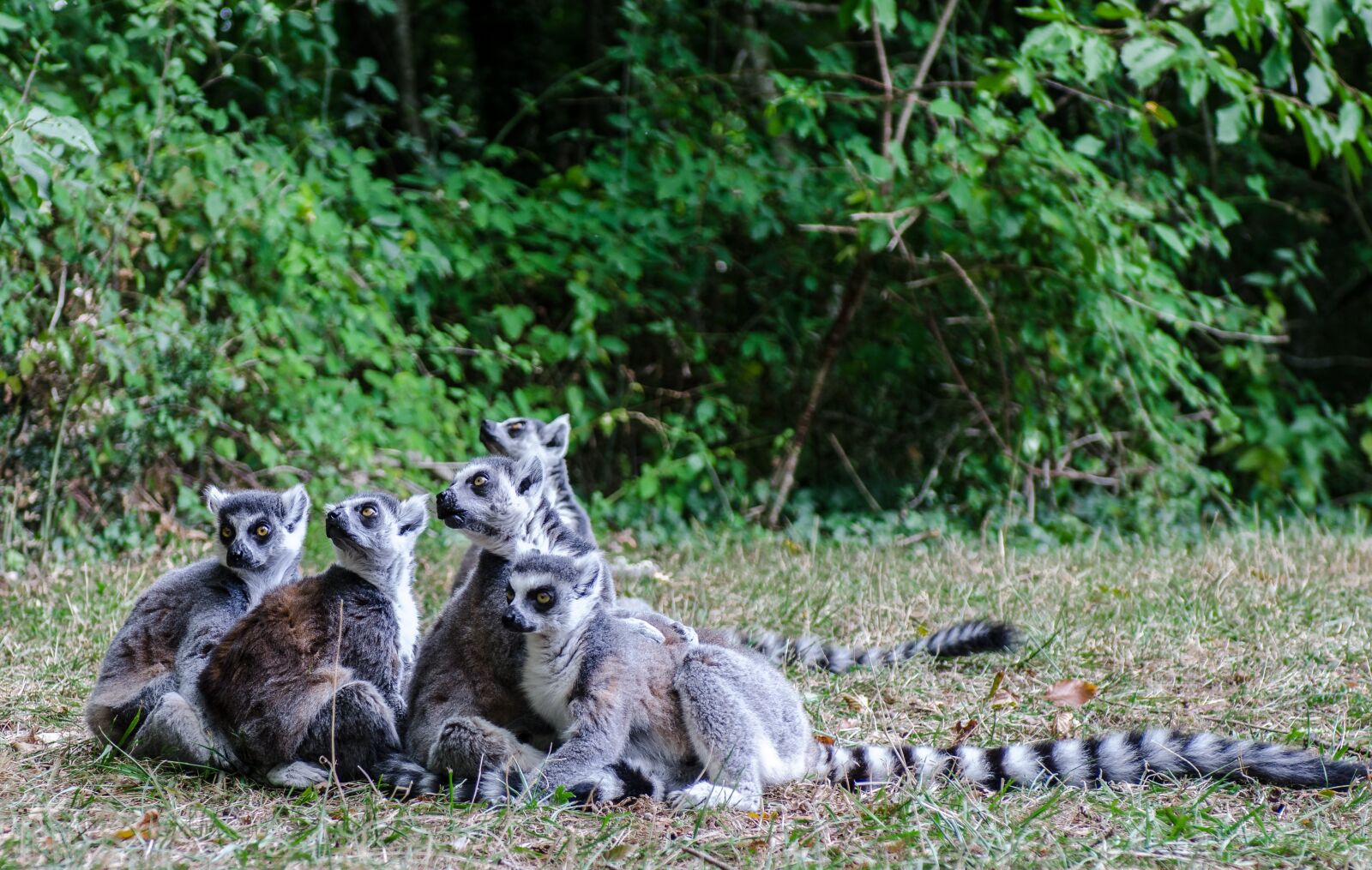 Nikon D7000 sample photo. Lemur, nature, fauna photography