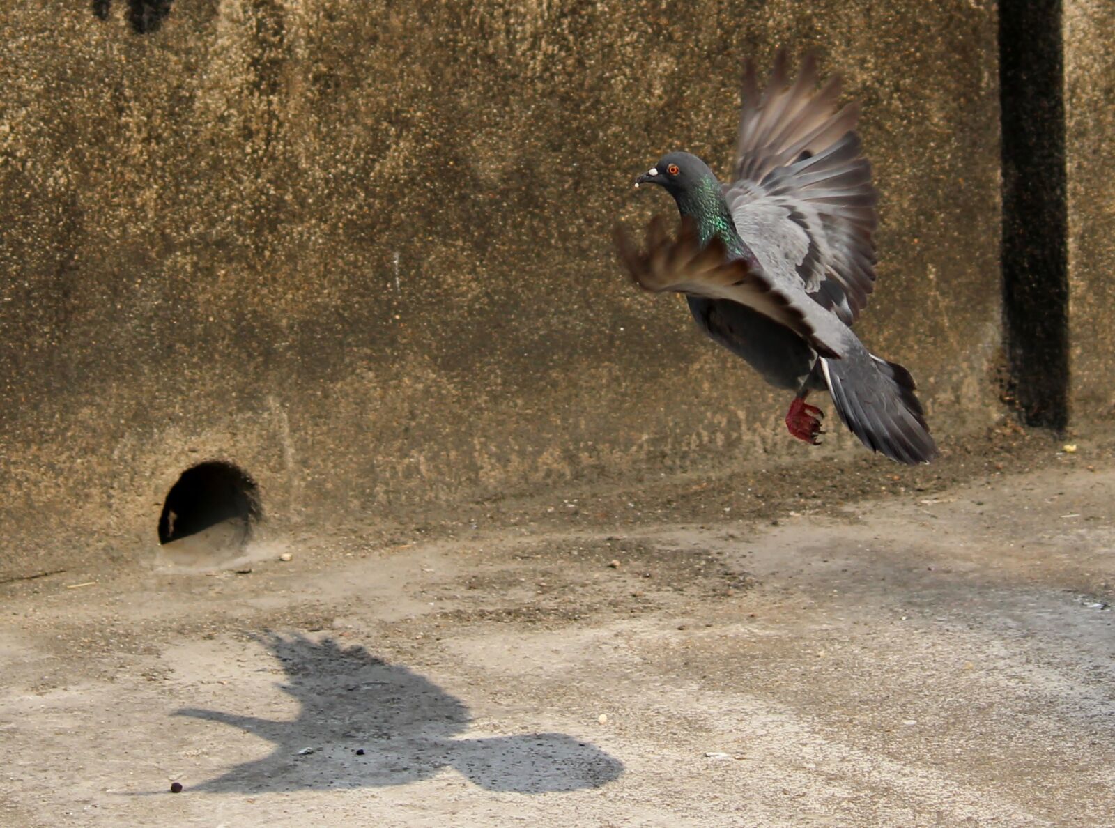 Canon EOS 1200D (EOS Rebel T5 / EOS Kiss X70 / EOS Hi) sample photo. Pigeon, bird, wild life photography