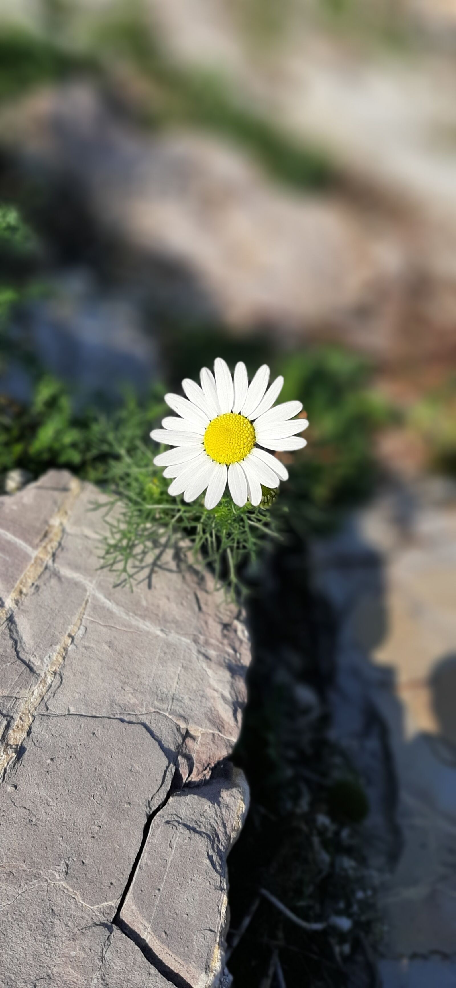 Samsung Galaxy A50 sample photo. Flowers, nature, garden photography