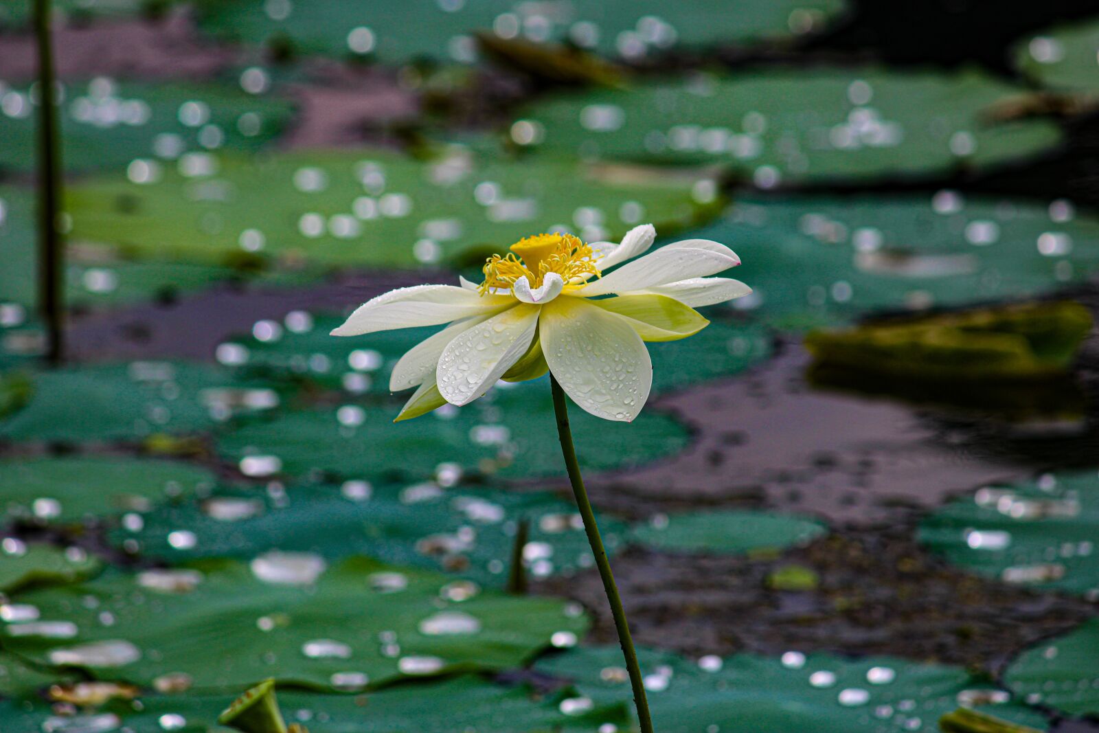 Canon EOS 2000D (EOS Rebel T7 / EOS Kiss X90 / EOS 1500D) sample photo. Lotus, lotus flower, white photography
