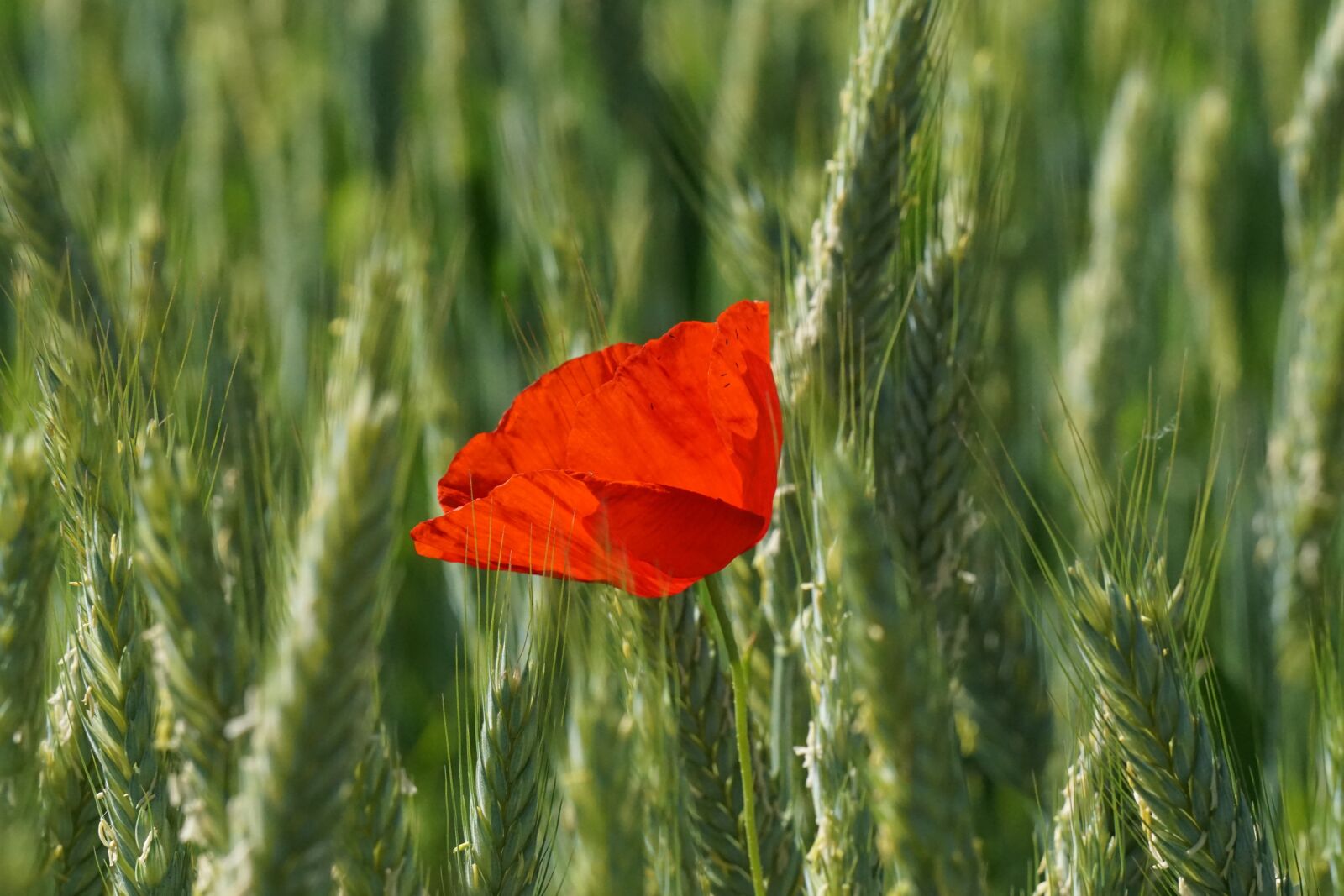 Sony E 55-210mm F4.5-6.3 OSS sample photo. Poppy, blossom, bloom photography
