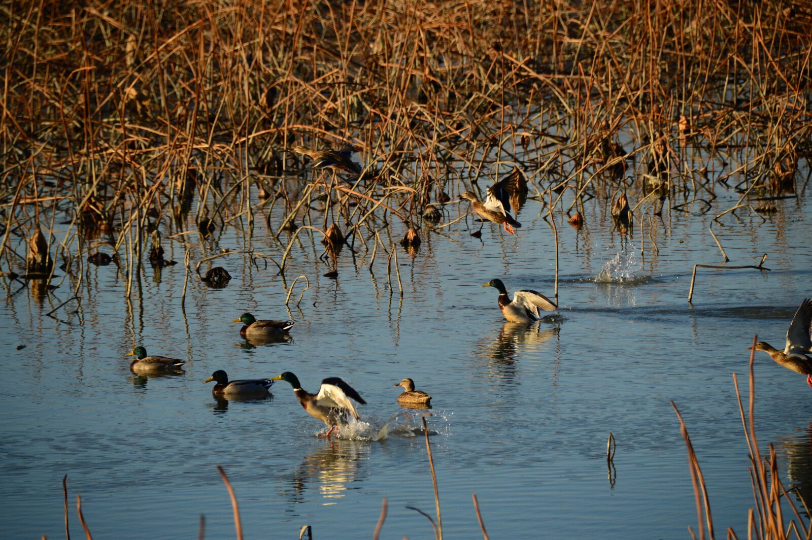 Nikon D3200 sample photo. Migratory birds, duck, birds photography
