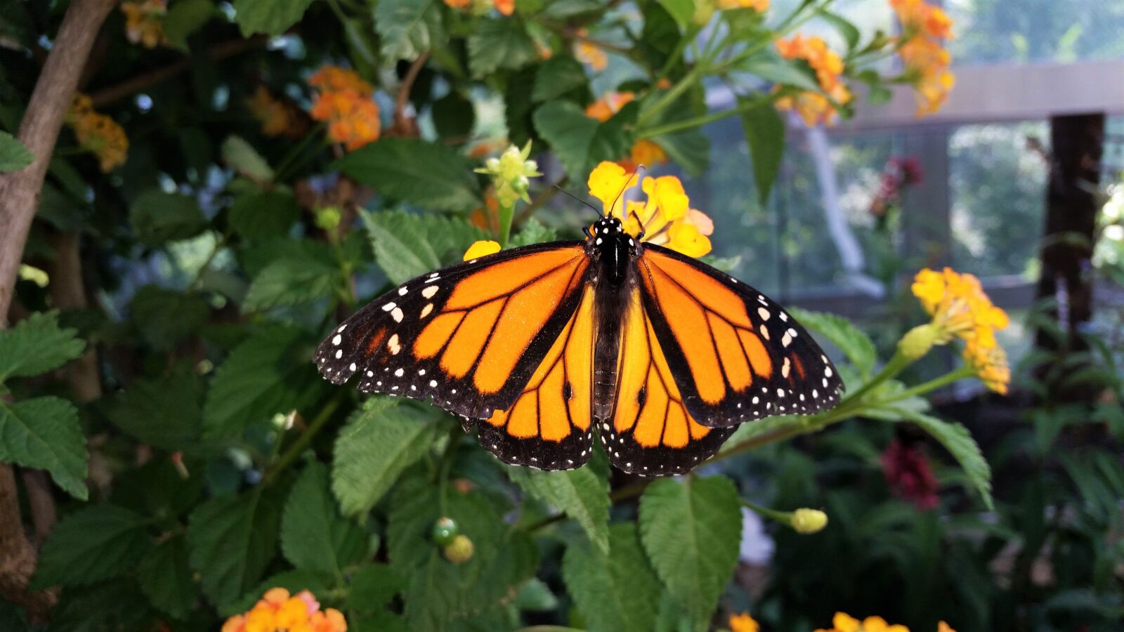 Samsung Galaxy S5 sample photo. Butterfly, african monarch, botanical photography