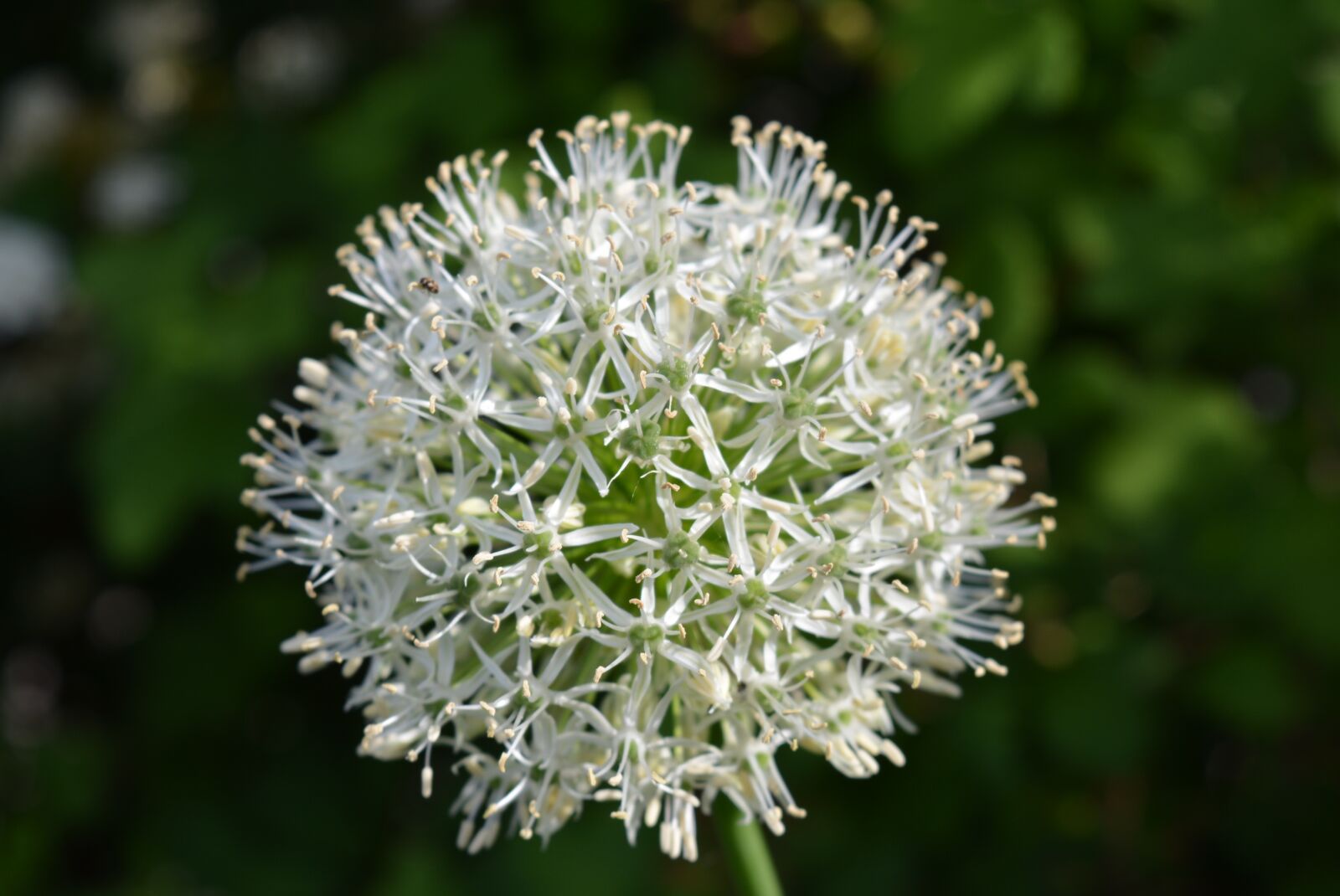 Nikon D5200 sample photo. Leek, plant, flowers photography