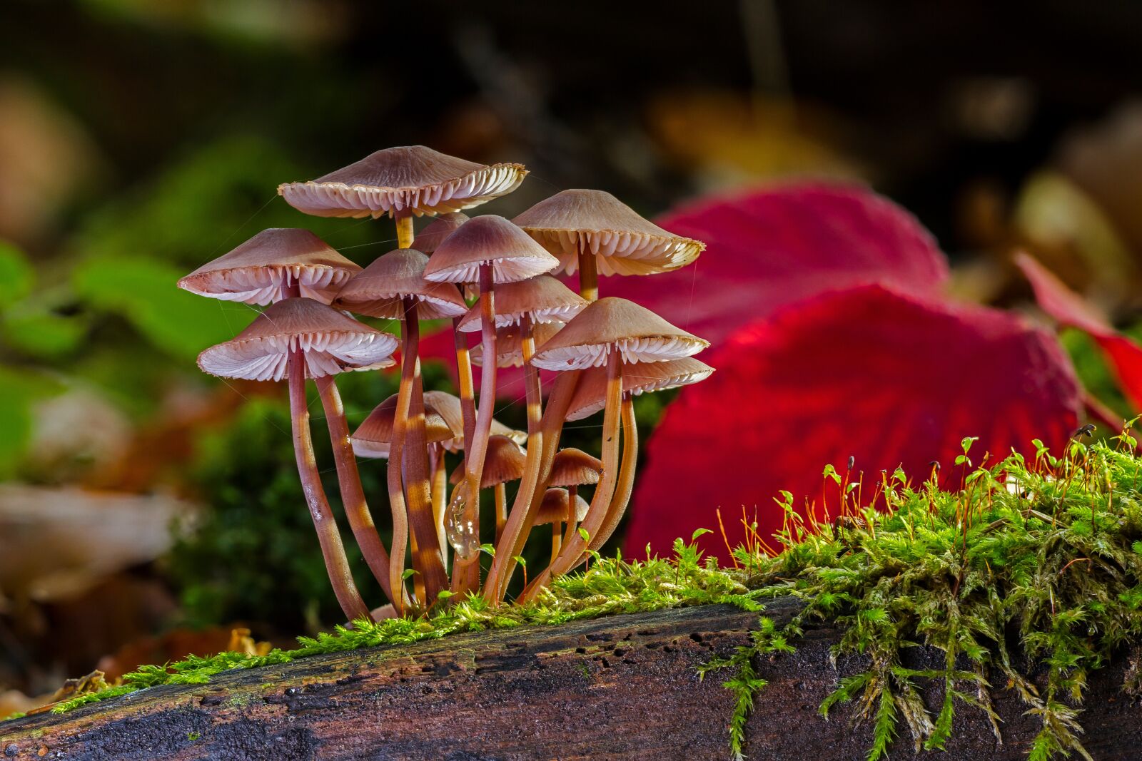Canon EOS 7D sample photo. Mushrooms, sponge, mini mushroom photography