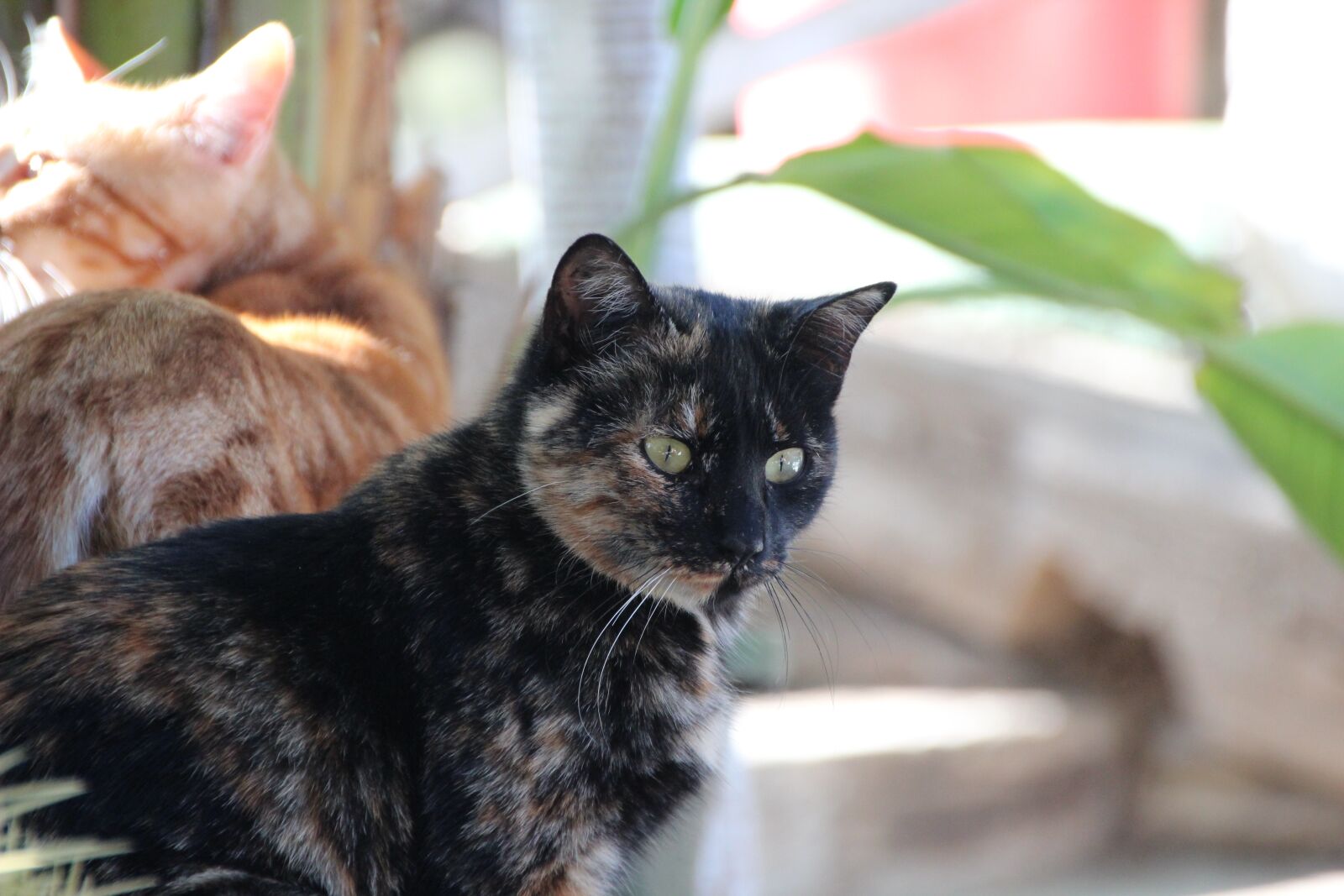 Canon EOS 600D (Rebel EOS T3i / EOS Kiss X5) sample photo. Cat, tortoise shell, pet photography