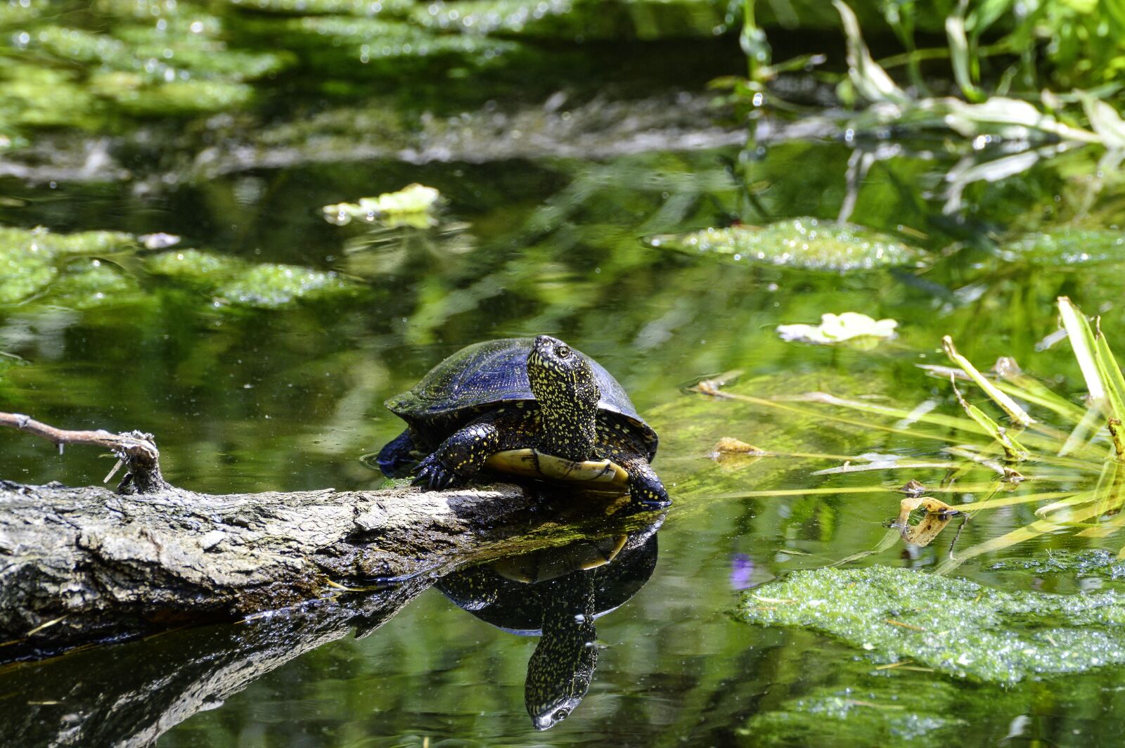 Nikon D3200 sample photo. European, marsh turtle, turtle photography