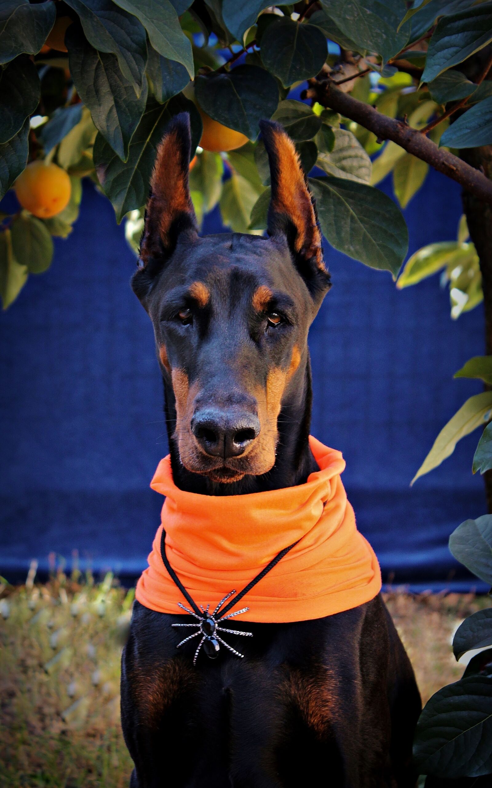 Canon EOS 600D (Rebel EOS T3i / EOS Kiss X5) sample photo. Halloween, doberman, dog photography