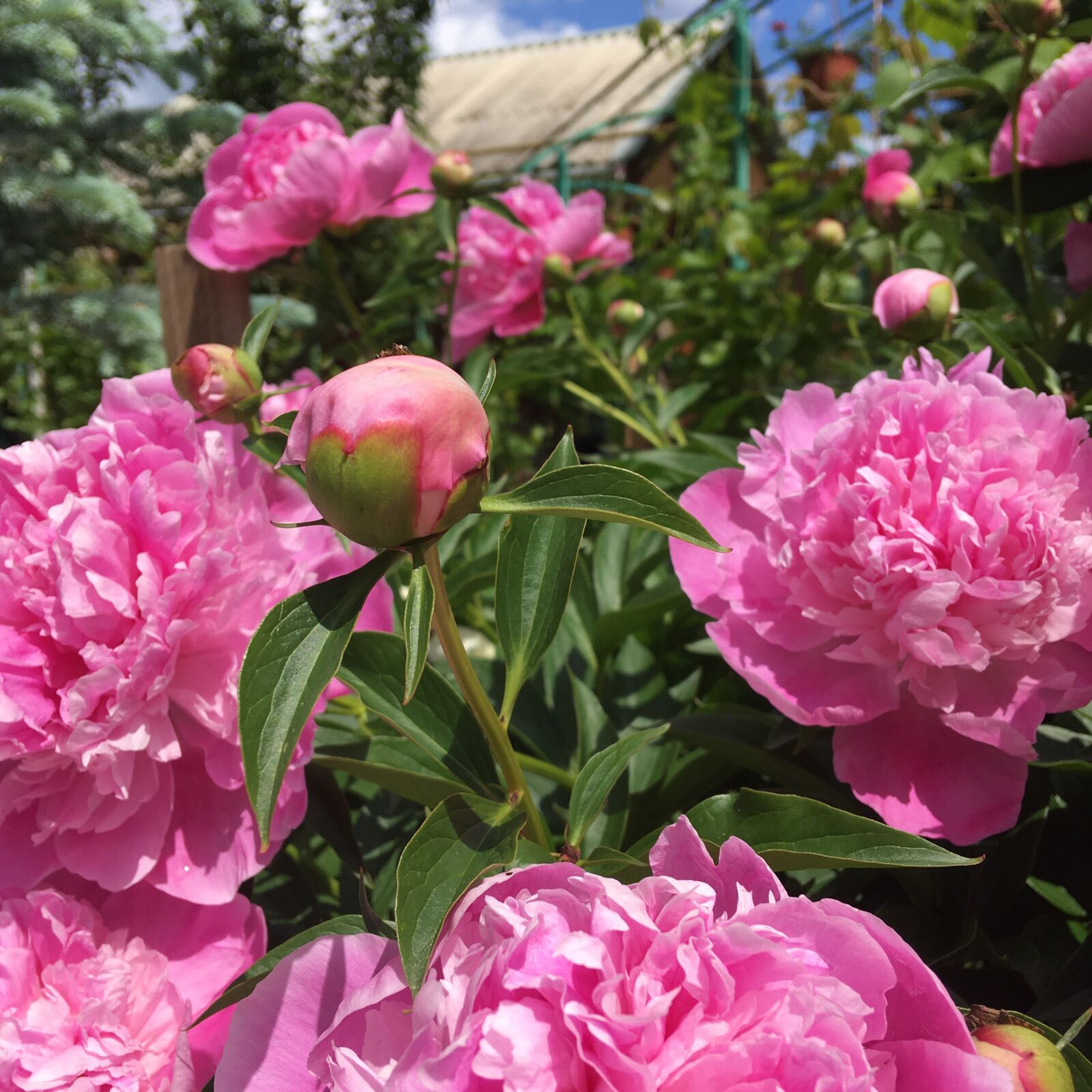 iPhone SE back camera 4.15mm f/2.2 sample photo. Peony, flowers, bloom photography