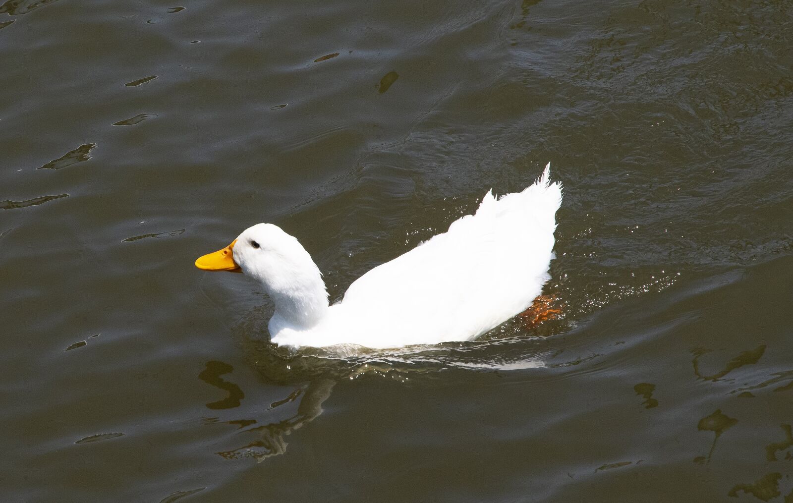 Nikon D500 sample photo. Geese, goose, animal photography