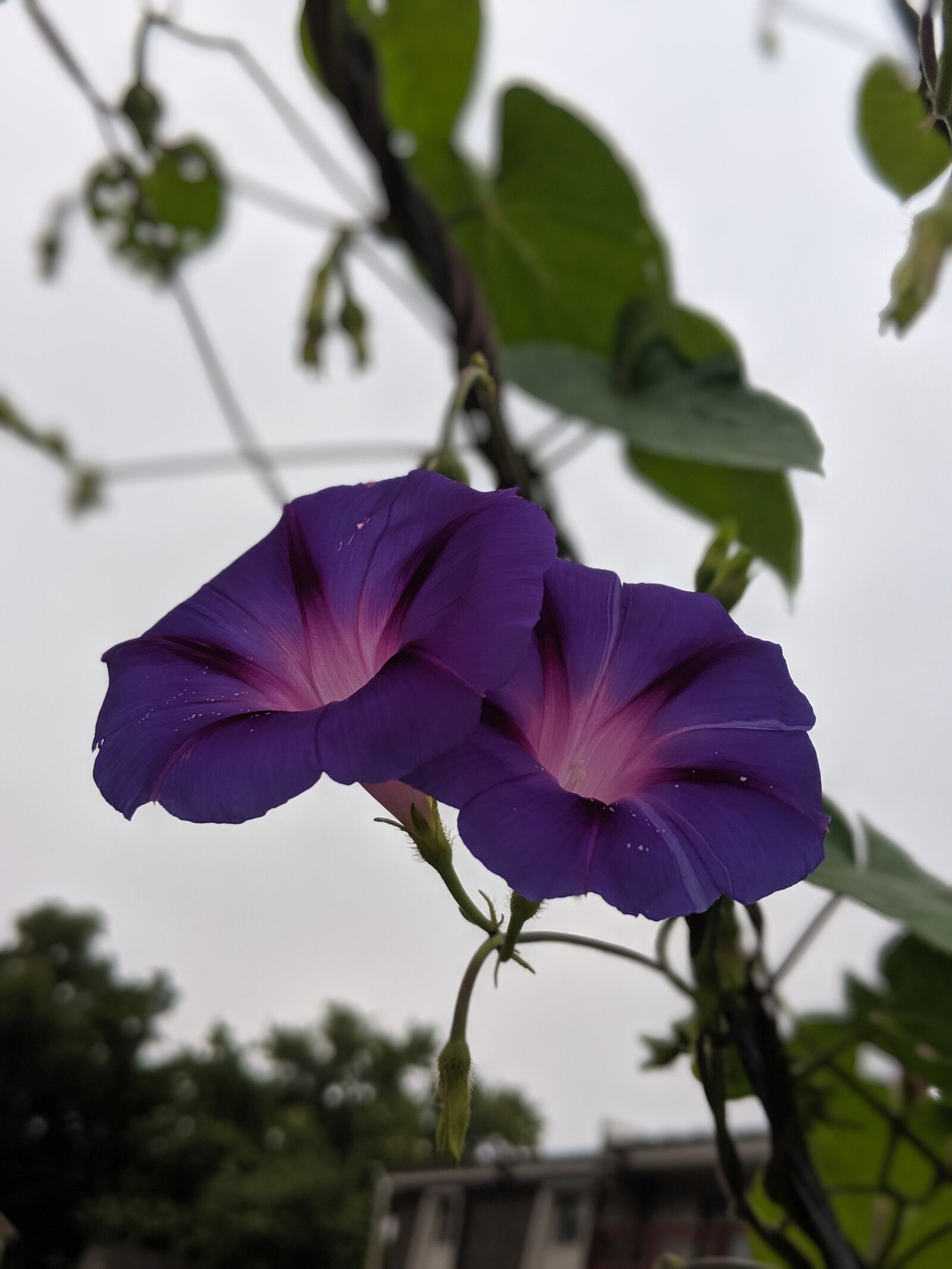 Google Pixel 2 sample photo. Flower, blossom, nature photography