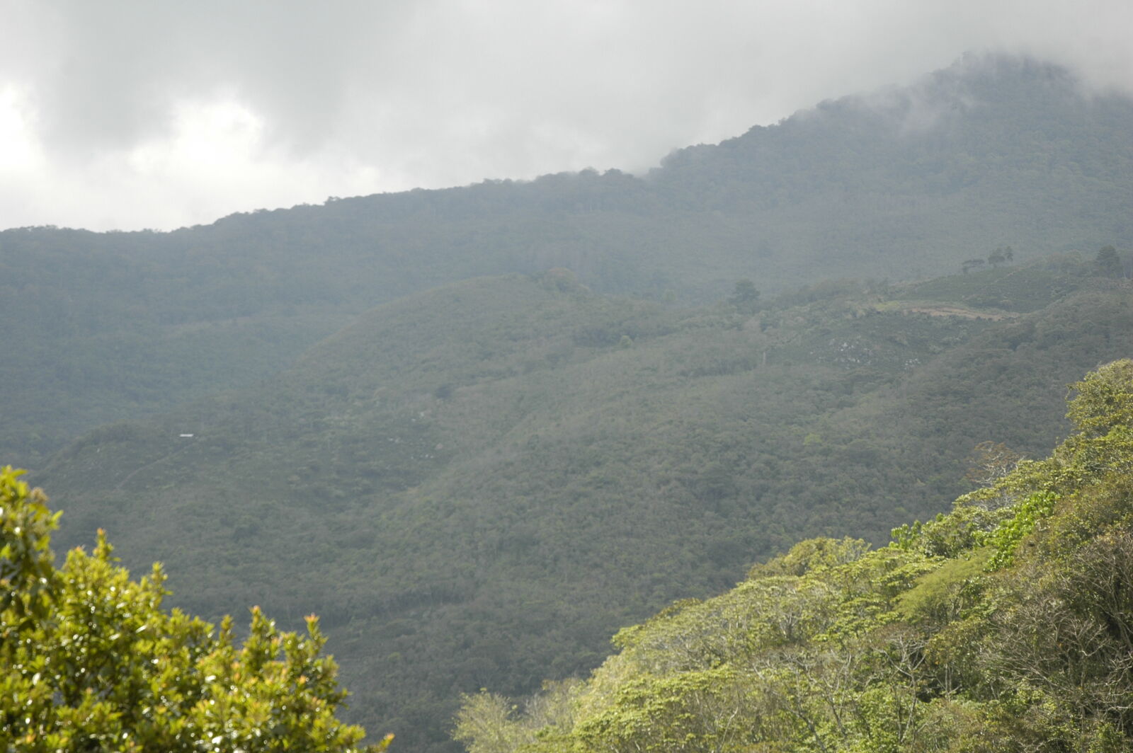 Nikon AF-S DX Nikkor 18-70mm F3.5-4.5G ED-IF sample photo. Forest, honduras, honduras, mountains photography
