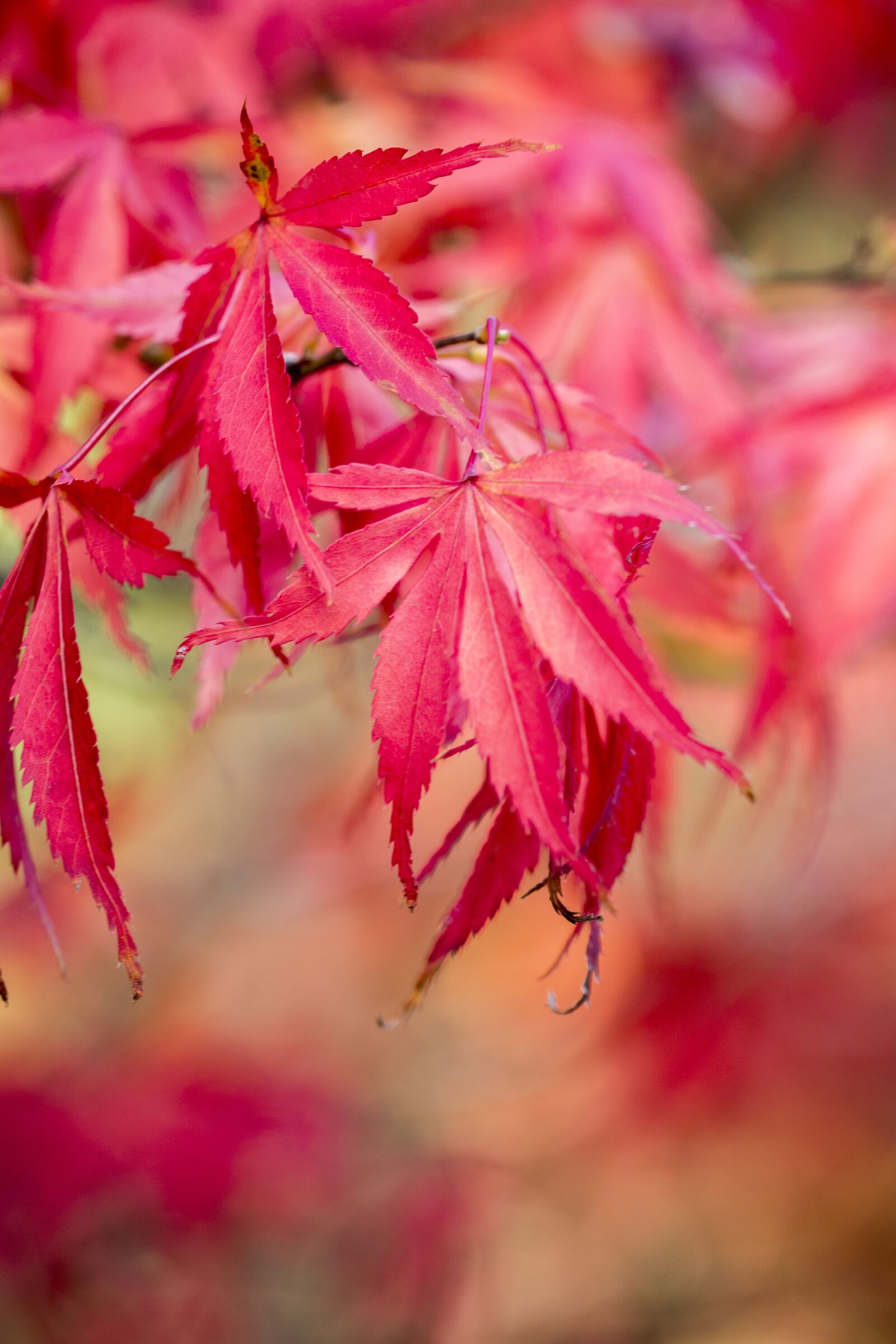 Canon EF 180mm F3.5L Macro USM sample photo. Autumn, acer, leaf photography