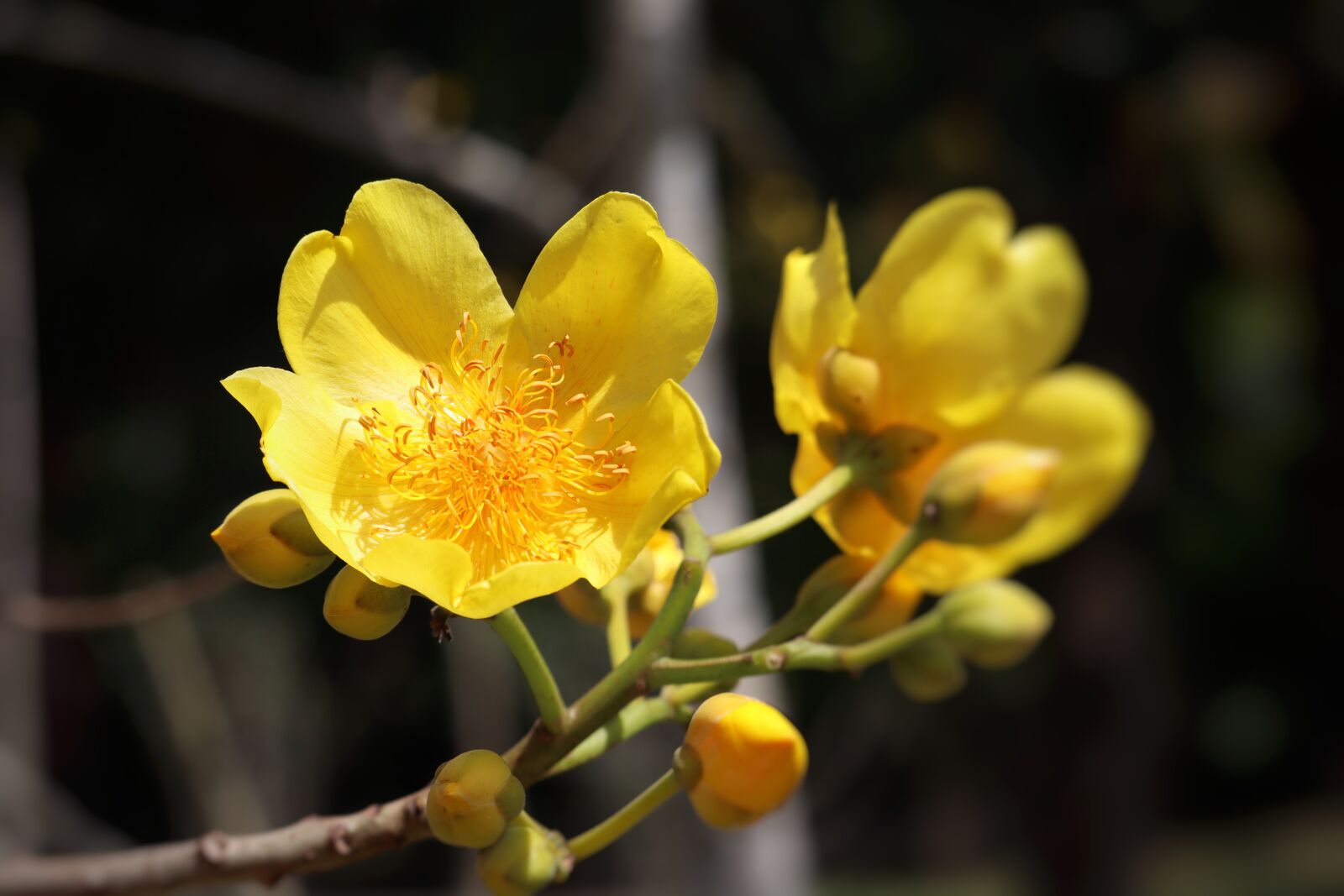 Canon EOS M50 (EOS Kiss M) sample photo. Nature, blossom, bloom photography
