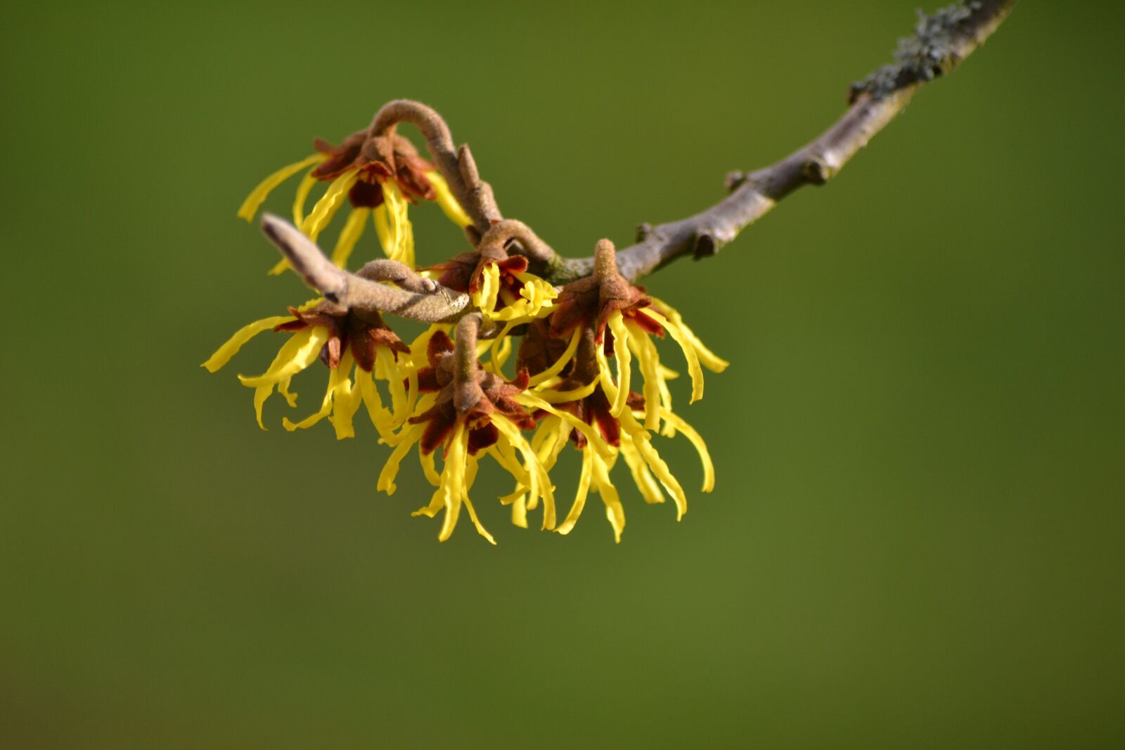 Nikon D3100 sample photo. Nature, tree, plant photography